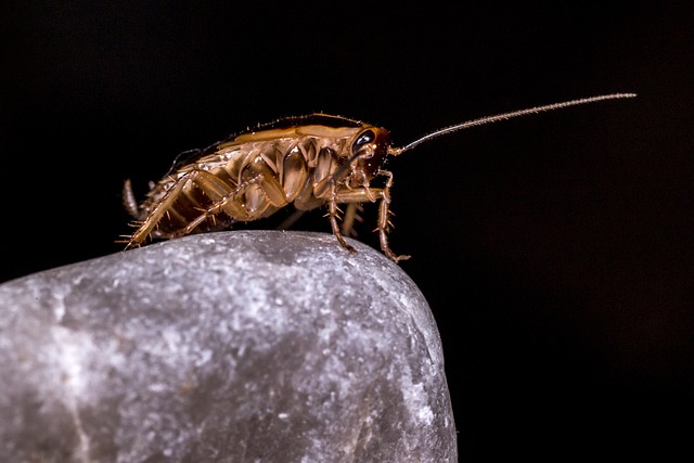 cockroach-640x480-20591051.jpeg
