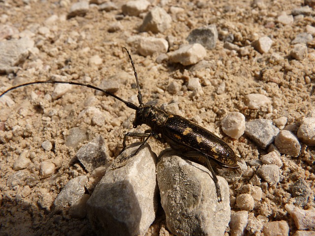 cockroach-640x480-23885625.jpeg