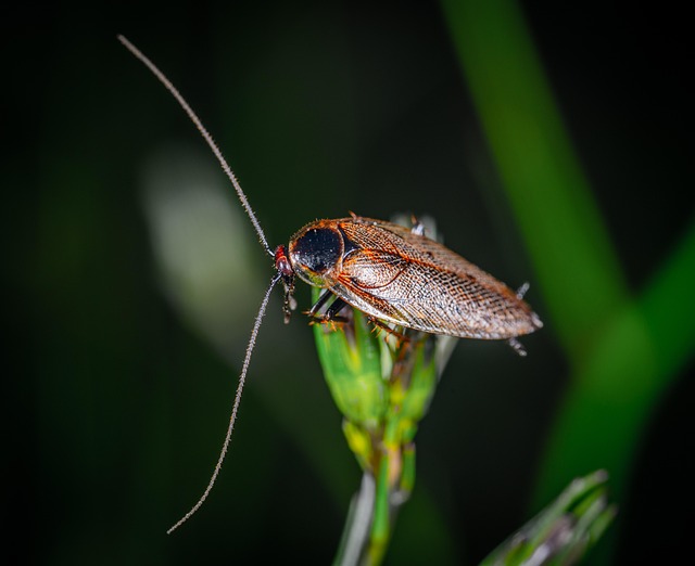 Expert Tips for Comprehensive Cockroach Control: From Inspections to Eco-Friendly Solutions