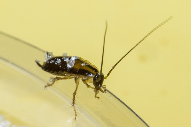 cockroach-640x480-53392061.jpeg