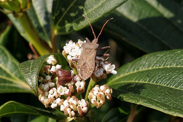 Expert Cockroach Extermination: Eco-Friendly Solutions for Long-Term Prevention