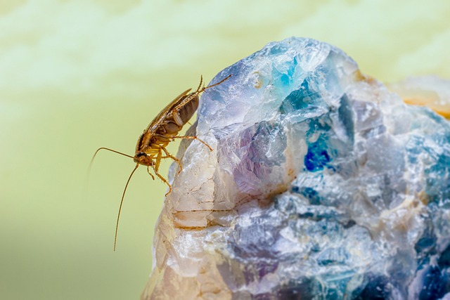 cockroach-640x480-65889154.jpeg