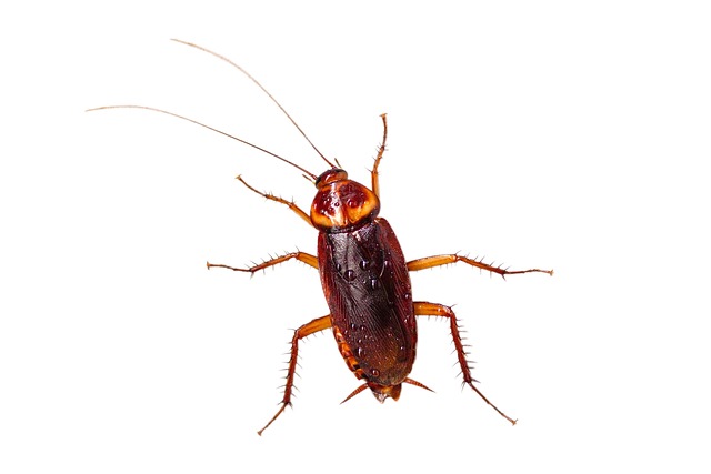 cockroach-640x480-67990658.jpeg