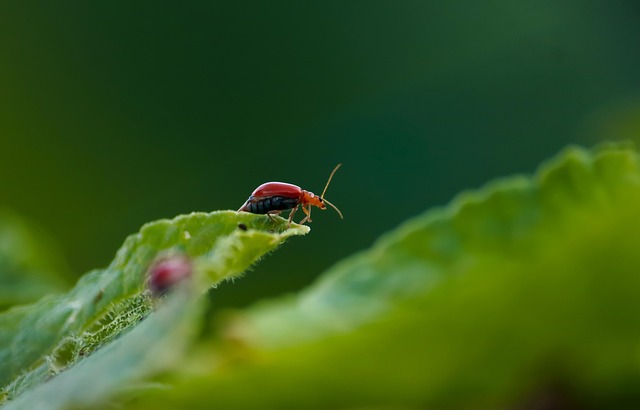 cockroach-640x480-91028384.jpeg