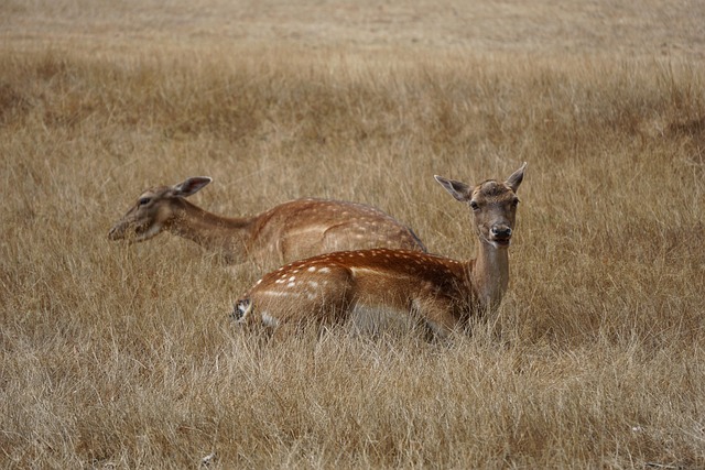 couple-640x480-46799615.jpeg