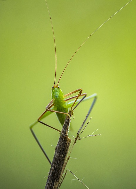 cricket-insect-640x480-10687663.jpeg