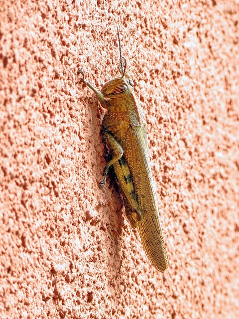 cricket-insect-640x480-37774480.jpeg