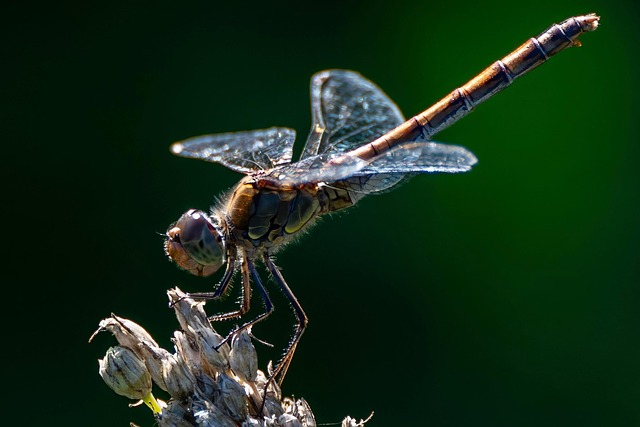 cricket-insect-640x480-3836837.jpeg