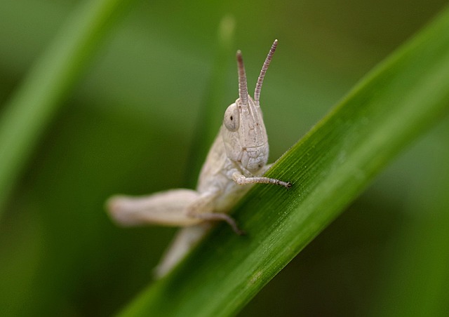 cricket-insect-640x480-52469779.jpeg