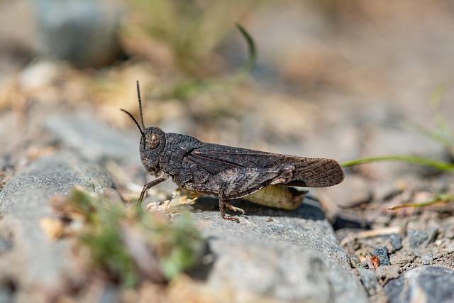 cricket-insect-640x480-59735220.jpeg
