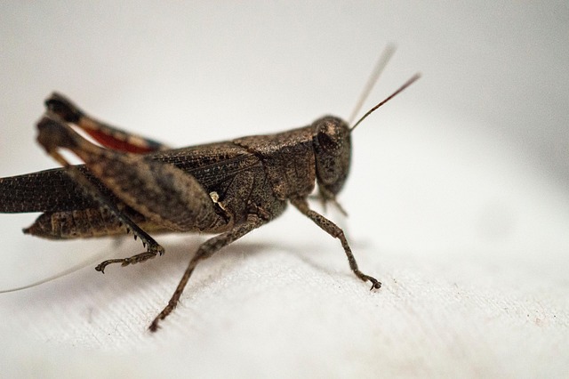cricket-insect-640x480-63088447.jpeg