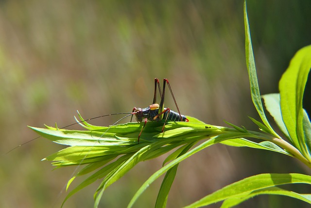 cricket-insect-640x480-6513037.jpeg