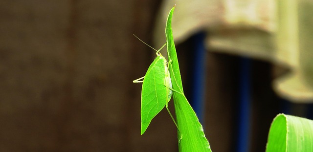 cricket-insect-640x480-79858577.jpeg