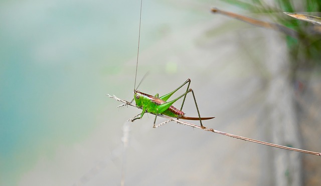 cricket-insect-640x480-81162697.jpeg