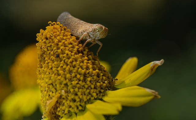 cricket-insect-640x480-84278495.jpeg