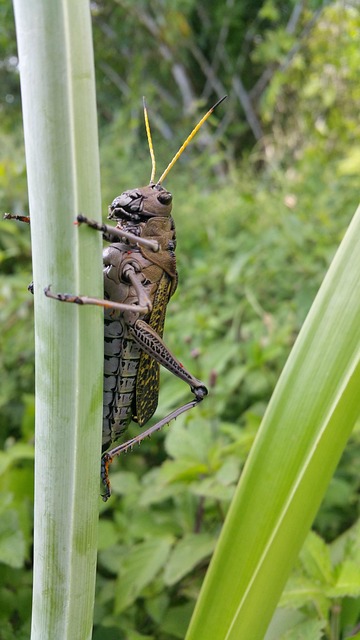 cricket-insect-640x480-89984134.jpeg