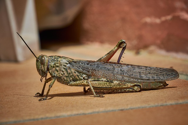 cricket-insect-640x480-9315943.jpeg