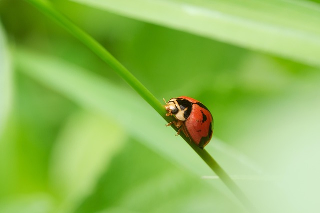 Discreet Beetle Control: Minimal Disruption, Maximum Protection