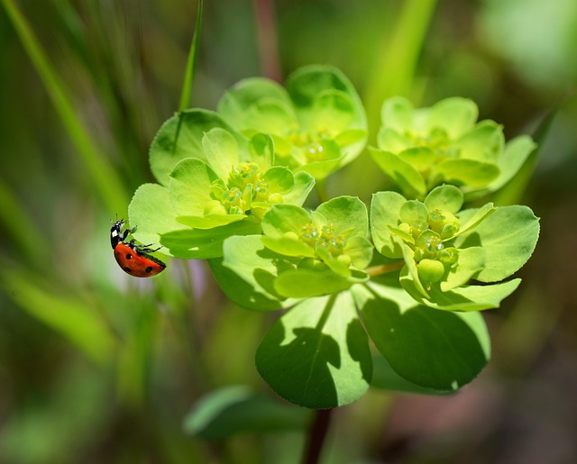 drugstore-beetle-beetle-640x480-3686595.jpeg