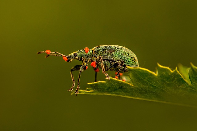 Customized Long-Term Beetle Control Solutions for Drugstores
