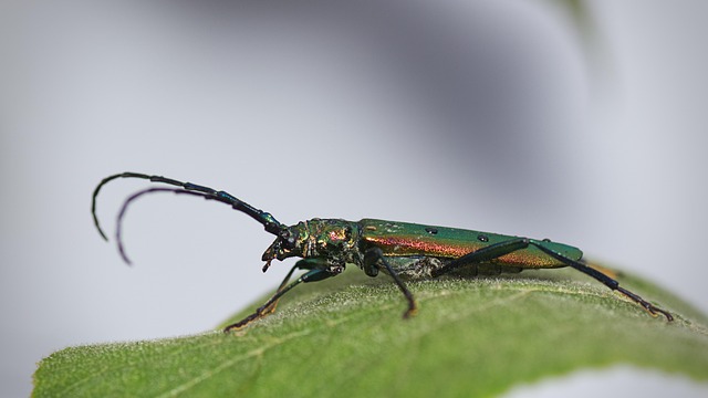 drugstore-beetle-beetle-640x480-56018326.jpeg