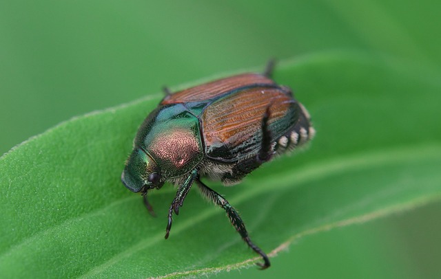 drugstore-beetle-beetle-640x480-60098428.jpeg
