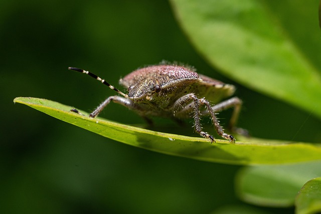 drugstore-beetle-beetle-640x480-6412339.jpeg