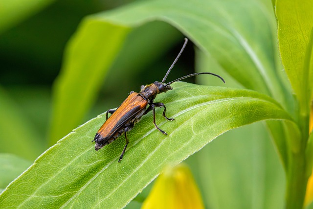 drugstore-beetle-beetle-640x480-81396999.jpeg