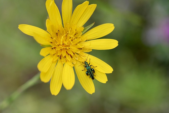 drugstore-beetle-beetle-640x480-83313996.jpeg