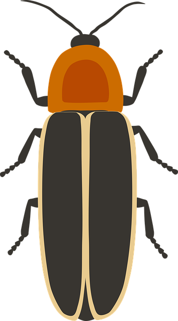 drugstore-beetle-beetle-640x480-99125307.png