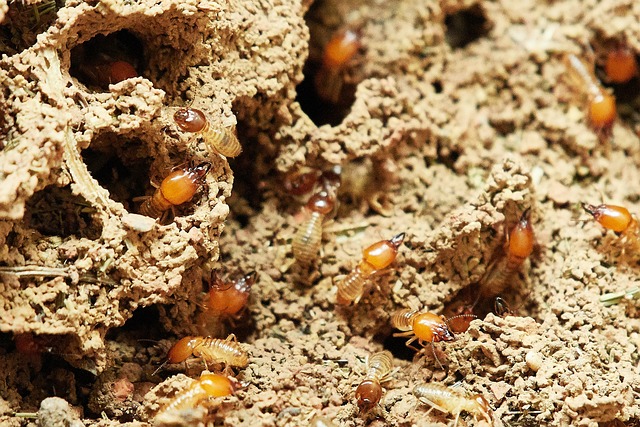 drywood-termite-termite-640x480-63856281.jpeg