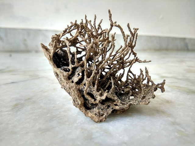 drywood-termite-termite-640x480-82651958.jpeg