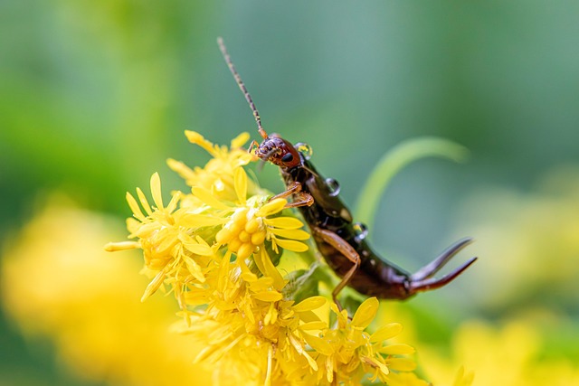 Smart Storage Solutions: Prevent Earwigs with Proactive Expert Tips