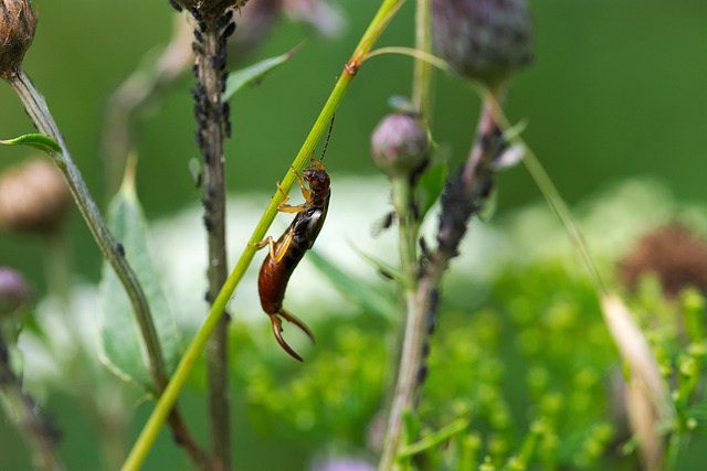 earwigs-640x480-44406383.jpeg