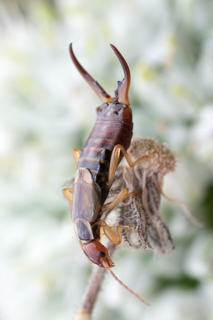 earwigs-640x480-52268702.jpeg