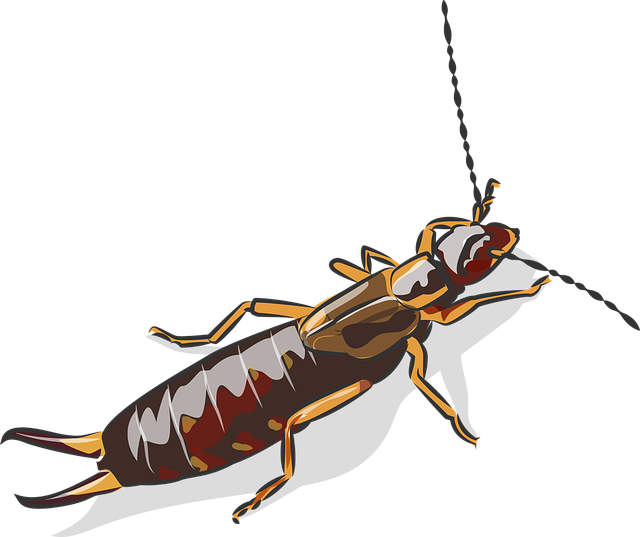 earwigs-640x480-53694091.png