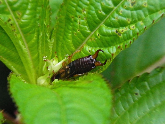 Unmasking Earwigs: Eco-Friendly Solutions for Infestation Prevention & Eradication