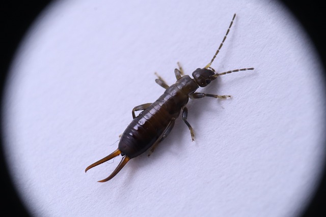 Protect Plants from Earwigs: Comprehensive Guide to Control & Prevention