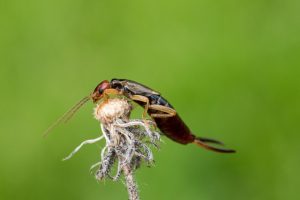 earwigs-640x480-78495338.jpeg
