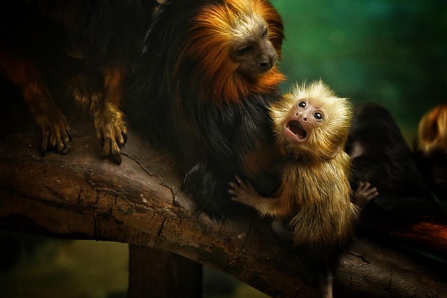 family-640x480-84288226.jpeg
