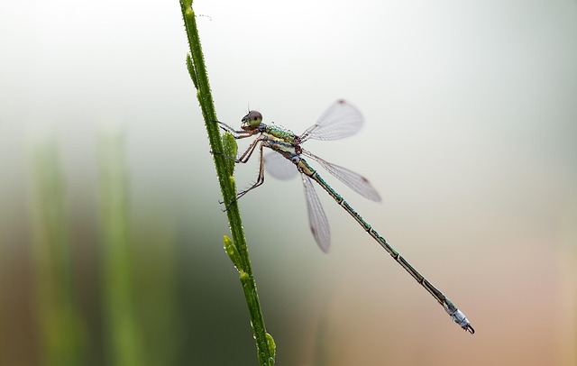 Eco-Friendly Fly Management: Effective Solutions for Every Setting