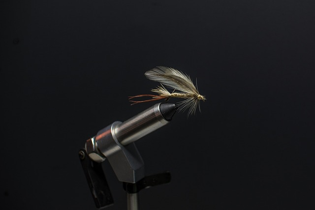 fly-flies-640x480-14755765.jpeg