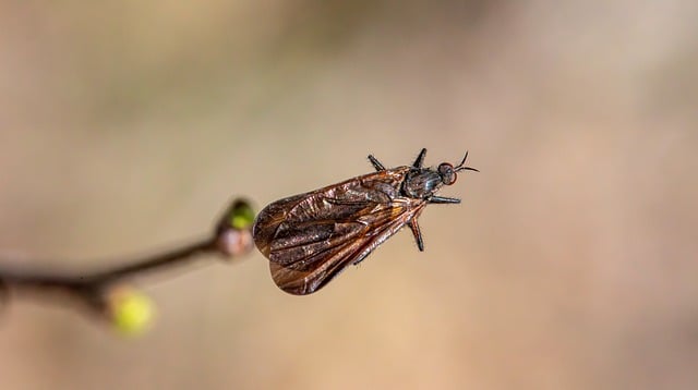 fly-flies-640x480-35811611.jpeg