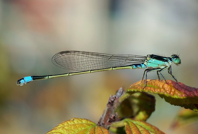 fly-flies-640x480-57317479.jpeg