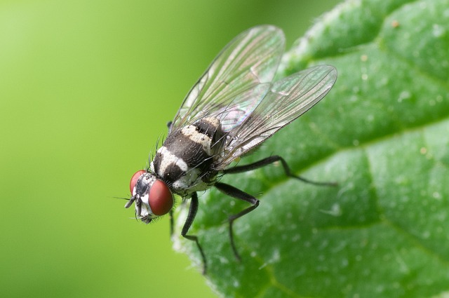 fly-flies-640x480-57697473.jpeg