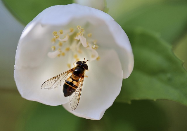 fly-flies-640x480-70634135.jpeg