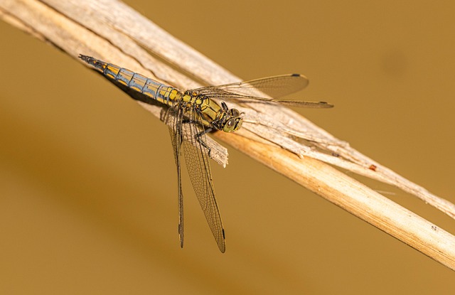 fly-flies-640x480-77082587.jpeg