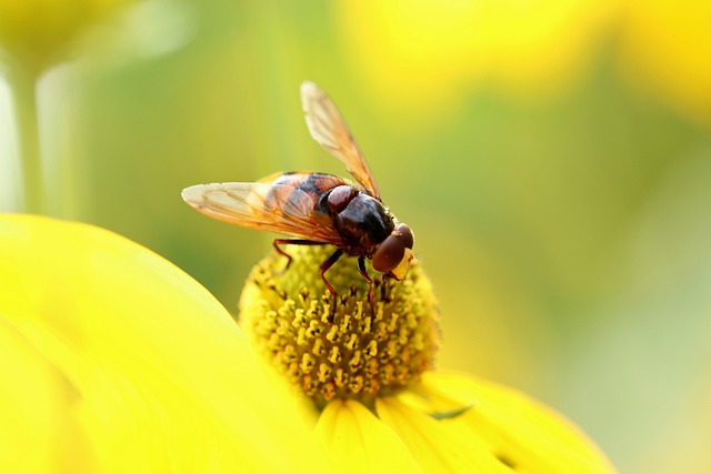 Comprehensive Fly Protection: Expert Strategies for Indoor & Outdoor Removal
