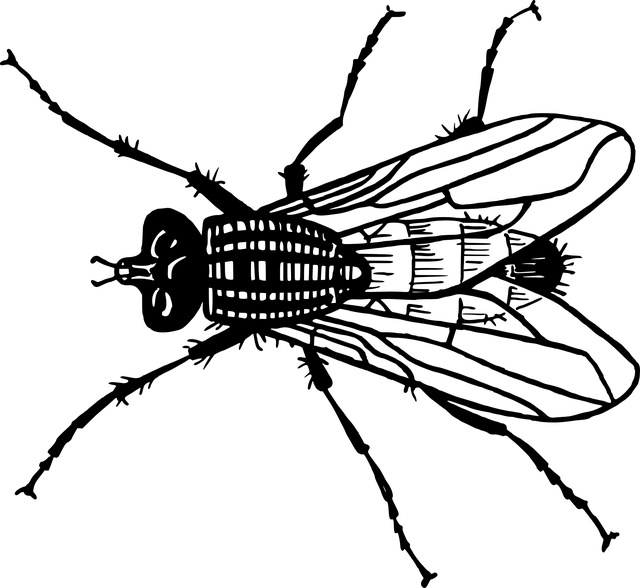 fly-flies-640x480-90691146.png