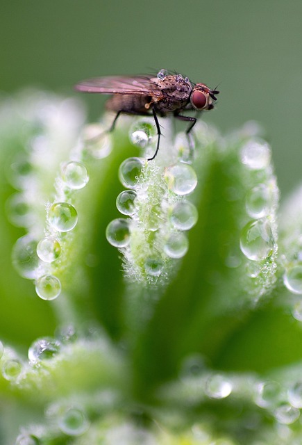 fly-flies-640x480-93700530.jpeg